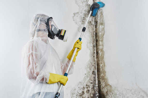 Best Attic Mold Removal  in University Gardens, NY