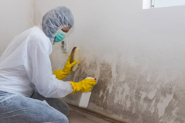 Best Residential Mold Removal  in University Gardens, NY