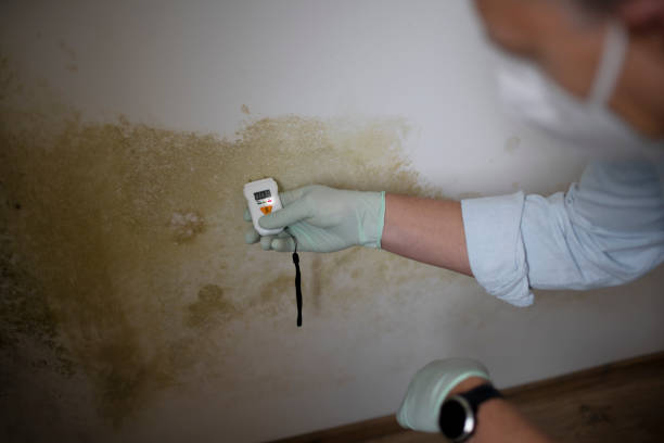 Best Commercial Mold Removal  in University Gardens, NY