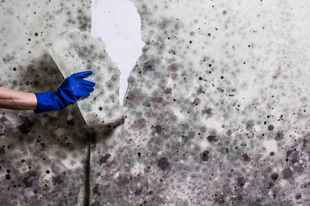 Best Local Mold Removal Service  in University Gardens, NY